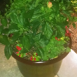 EXTERIOR LANDSCAPING